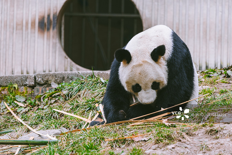 中国四川卧龙熊猫基地大熊猫图片素材