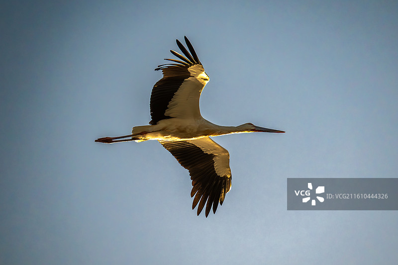 石臼湖-东方白鹳图片素材