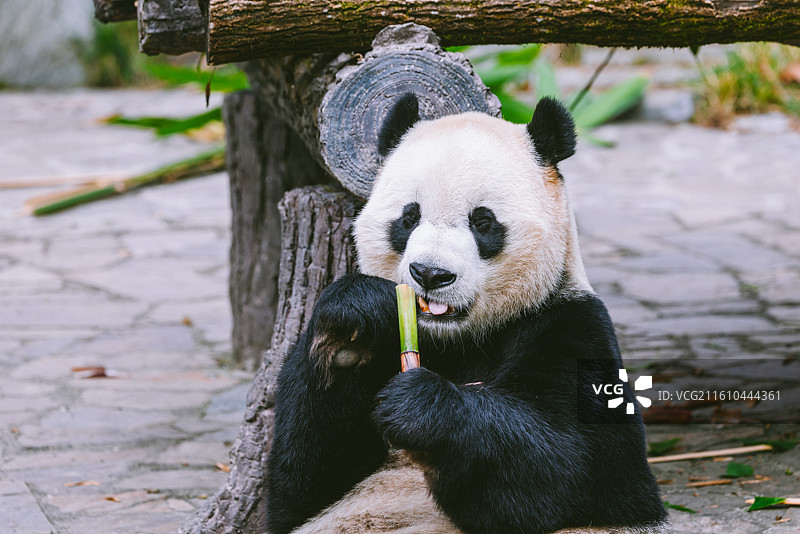 中国四川卧龙熊猫基地大熊猫图片素材