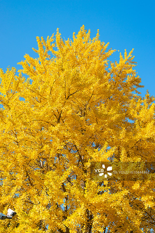 中国山东泰安泰山旅游著名景点老君堂自然风光拍摄主题，粗糙的高大的银杏树树干，户外白昼无人图像摄影图片素材