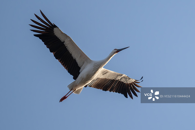 石臼湖-东方白鹳图片素材