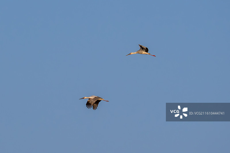 石臼湖-东方白鹳图片素材