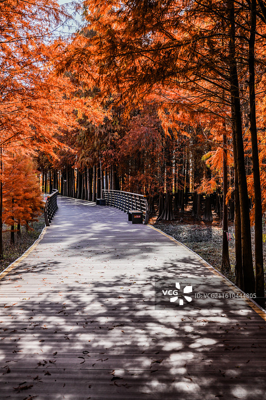 上海崇明岛西沙湿地公园图片素材