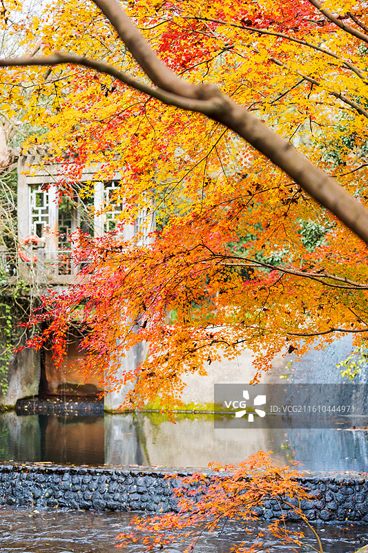 杭州九溪烟树图片素材