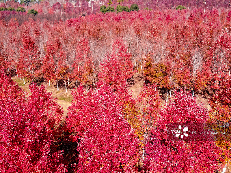 文华学院秋日红枫林航拍 红色枫叶树林美景 校园秋景打卡地风光图图片素材