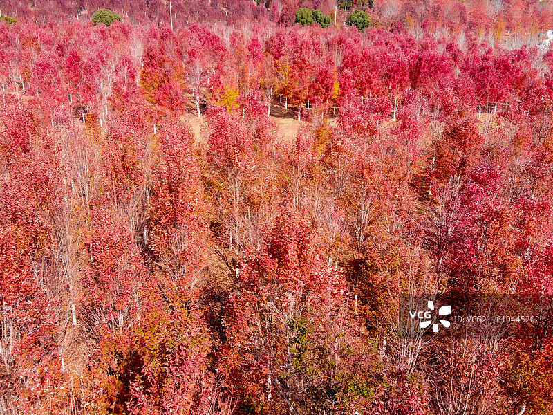 文华学院秋日红枫林航拍 红色枫叶树林美景 校园秋景打卡地风光图图片素材