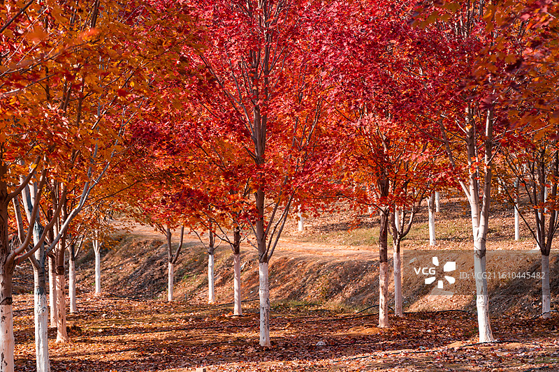 文华学院红枫林秋景 秋日晴空林间自然风景图片素材