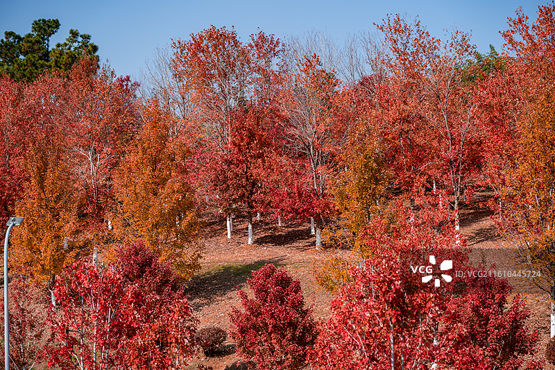 文华学院红枫林秋景 秋日晴空林间自然风景图片素材