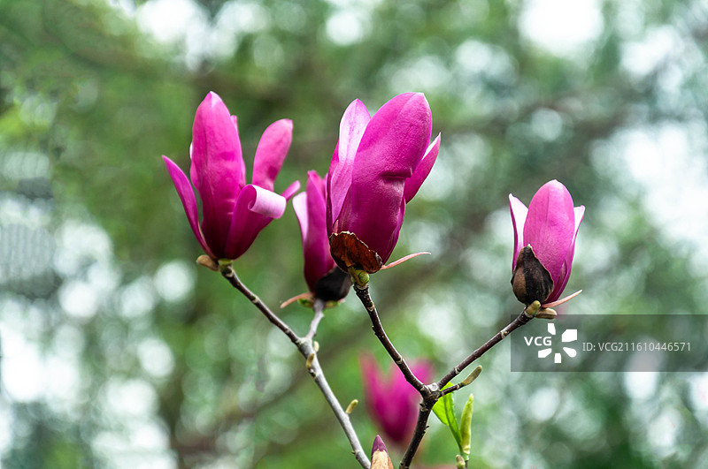 春天里公园里盛开的紫玉兰花图片素材