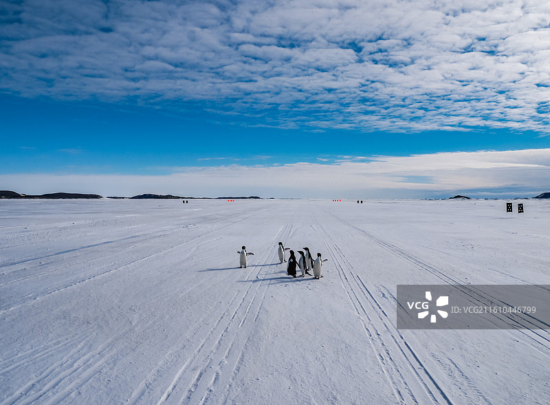 南极伊丽莎白公主地，西福尔丘陵附近，一群阿德雷企鹅从海冰机场的跑道上经过图片素材