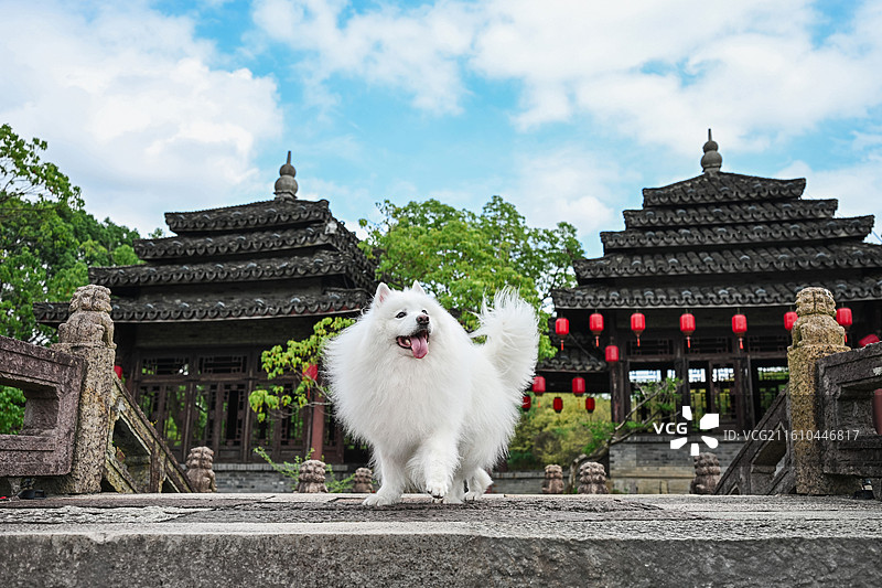 古城外的萨摩耶图片素材