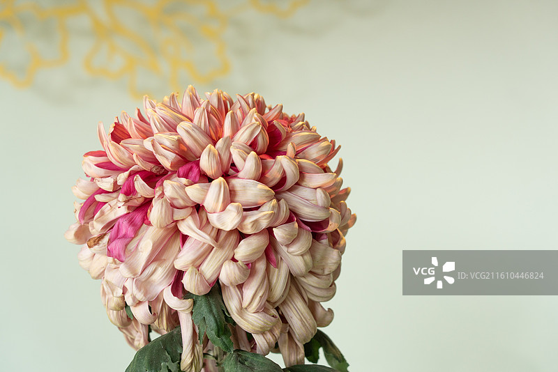 菊王争霸赛菊花展图片素材