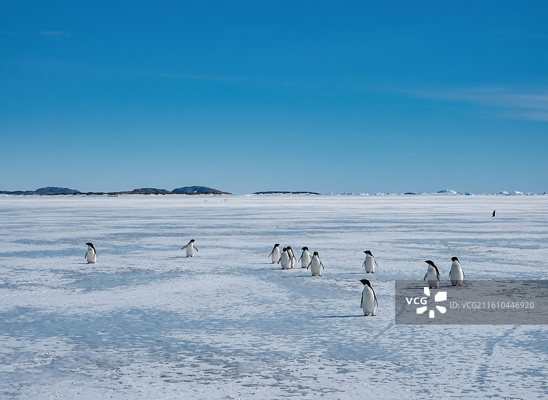 南极伊丽莎白公主地，西福尔丘陵附近，一群阿德雷企鹅从海冰上走过图片素材