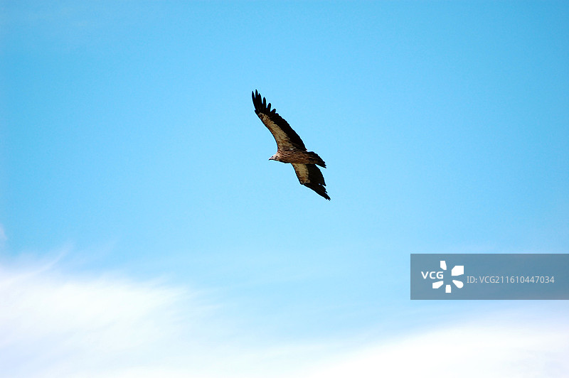 秃鹫在蓝天中翱翔图片素材
