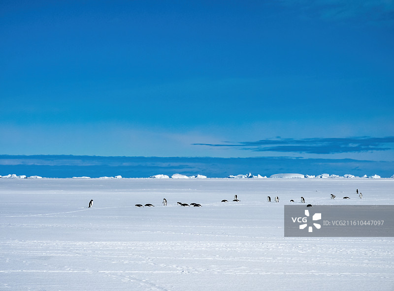 南极伊丽莎白公主地，西福尔丘陵附近，一群阿德雷企鹅从海冰上走过图片素材