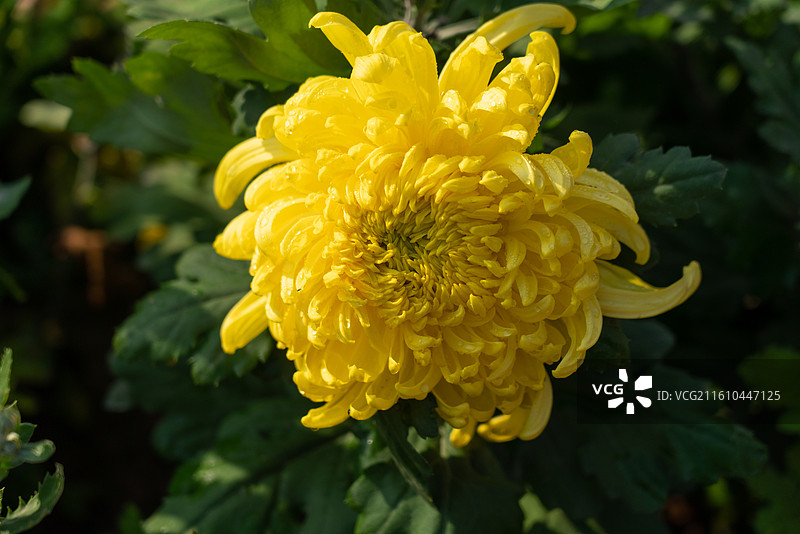 菊花展菊花花展图片素材