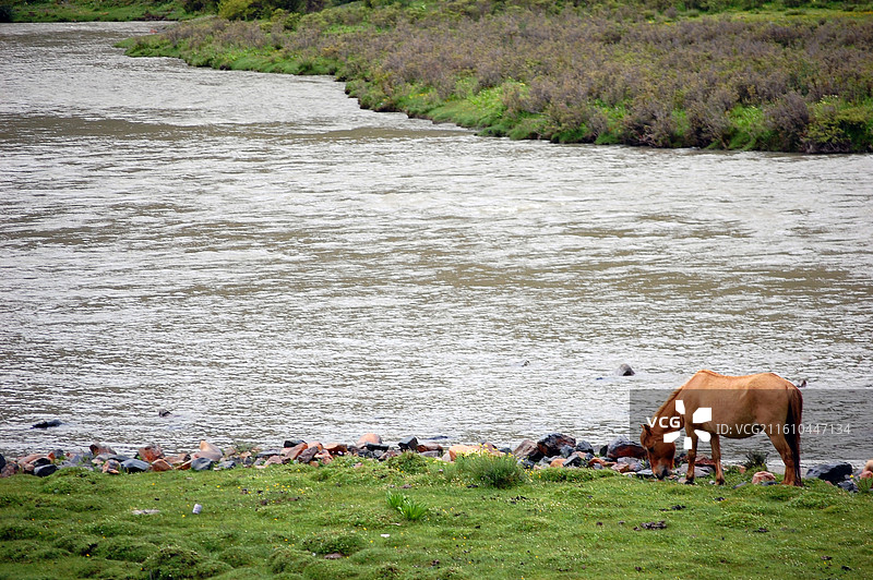 河畔绿地上的马图片素材