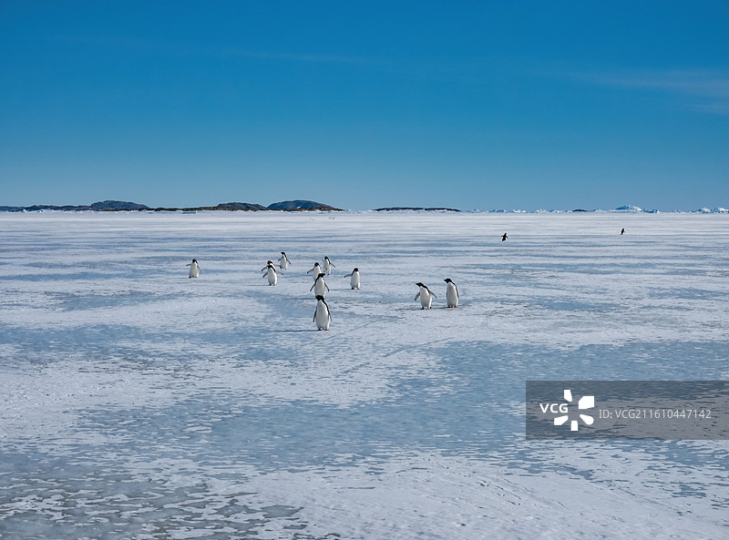 南极伊丽莎白公主地，西福尔丘陵附近，一群阿德雷企鹅从海冰上走过图片素材
