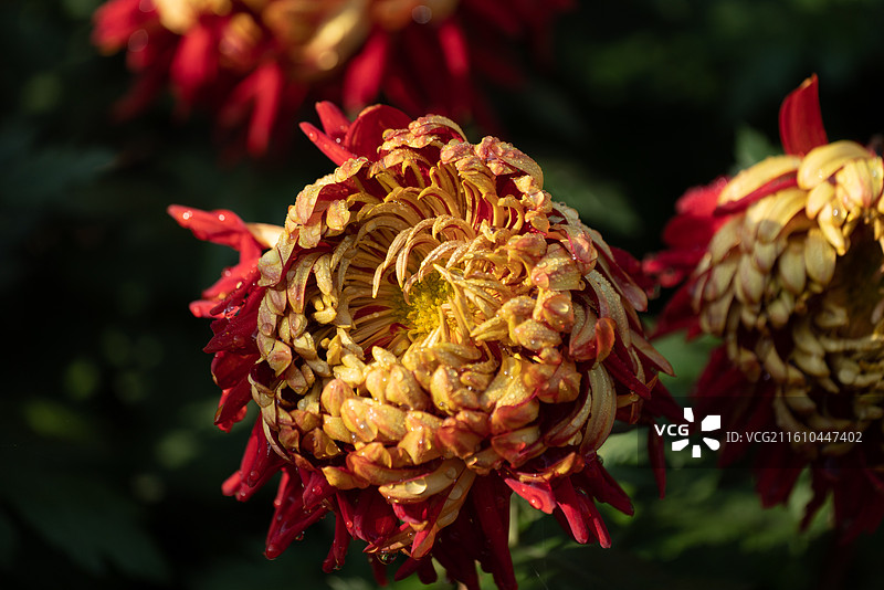 菊花展菊花花展图片素材