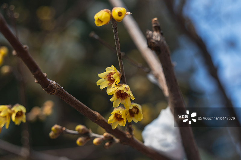 北京市海淀区国家植物园卧佛寺十方普觉寺初冬盛开的腊梅岁寒三友墙角数枝梅凌寒独自开图片素材