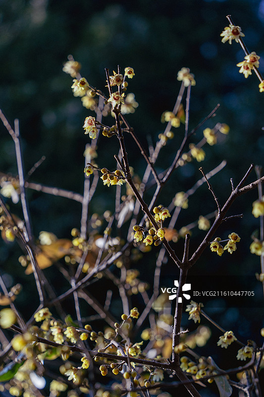 北京市海淀区国家植物园卧佛寺十方普觉寺初冬盛开的腊梅岁寒三友墙角数枝梅凌寒独自开图片素材