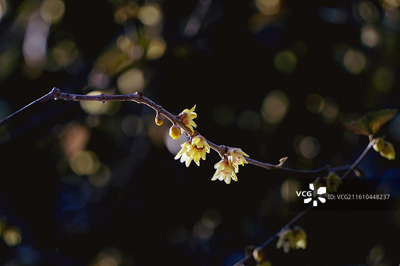 北京市海淀区国家植物园卧佛寺十方普觉寺初冬盛开的腊梅岁寒三友墙角数枝梅凌寒独自开图片素材