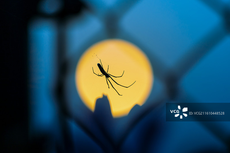 蜘蛛与太阳图片素材