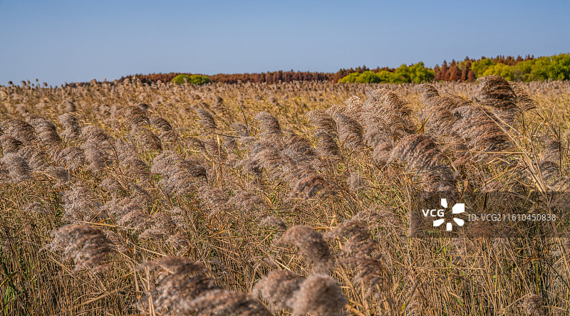 上海崇明岛西沙湿地公园图片素材