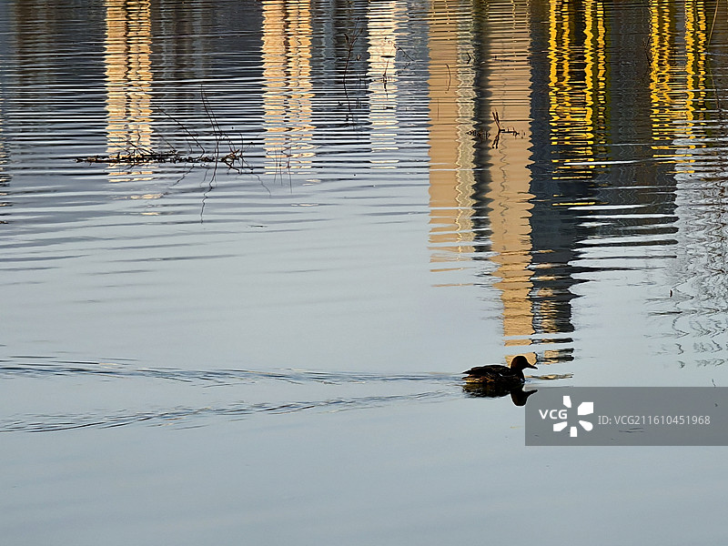 安逸的鸭子图片素材