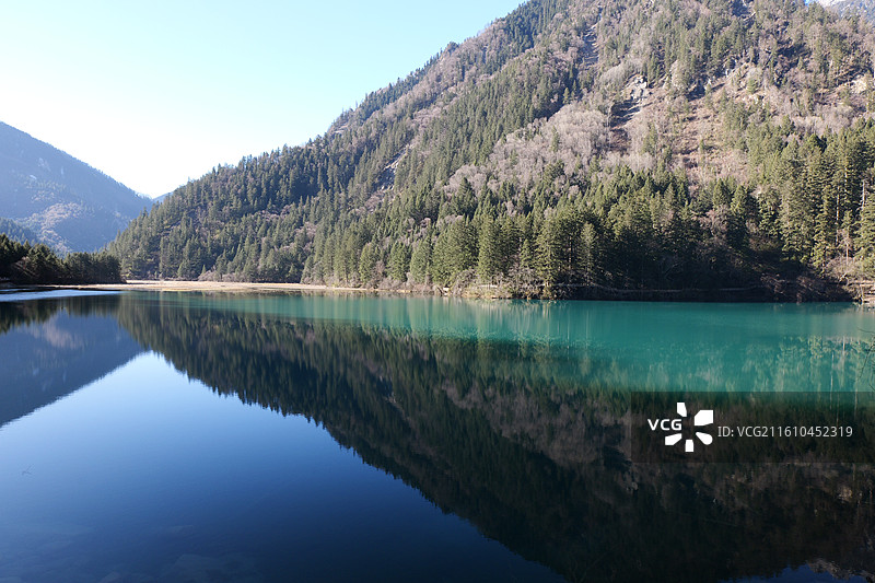 冬日九寨沟景区箭竹海图片素材