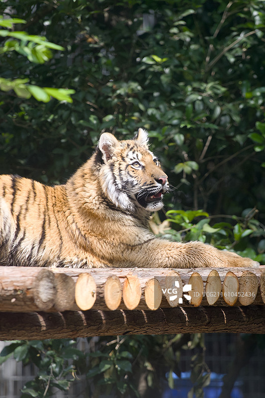 上海动物园的动物们红糖老虎图片素材