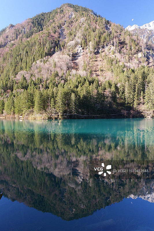 冬日九寨沟景区箭竹海图片素材