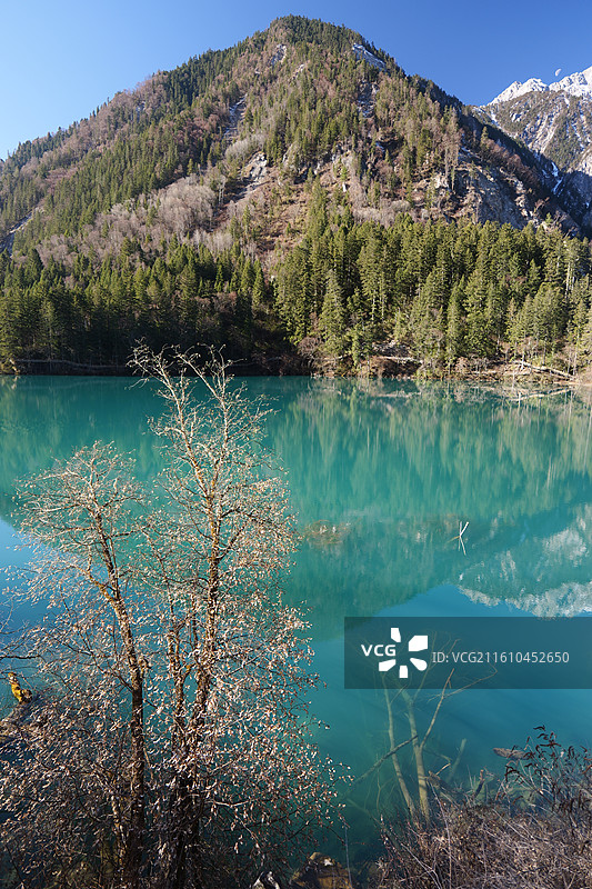 冬日九寨沟景区箭竹海图片素材