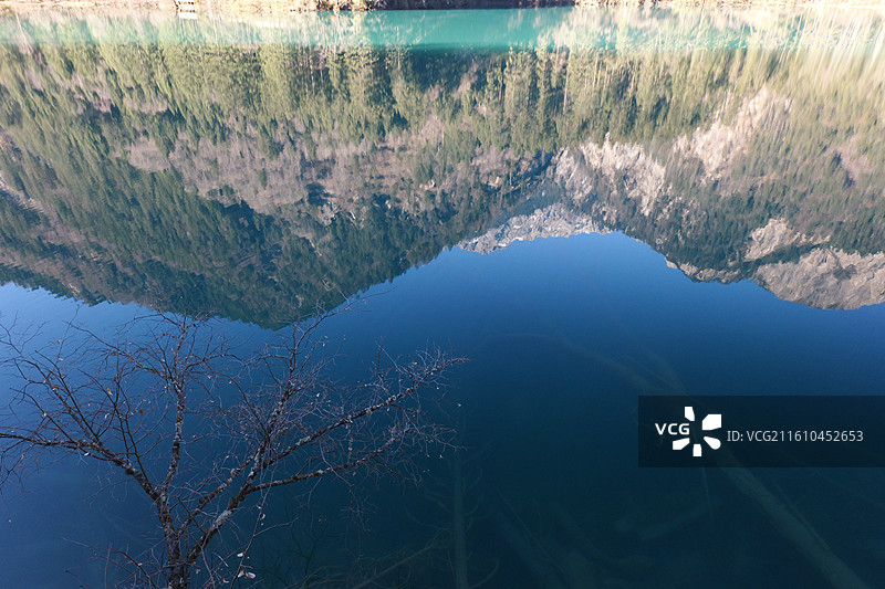 冬日九寨沟景区箭竹海图片素材