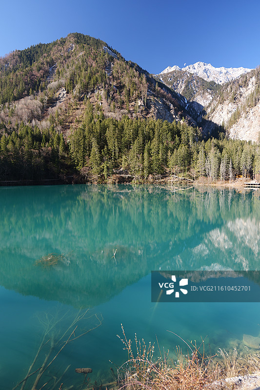 冬日九寨沟景区箭竹海图片素材