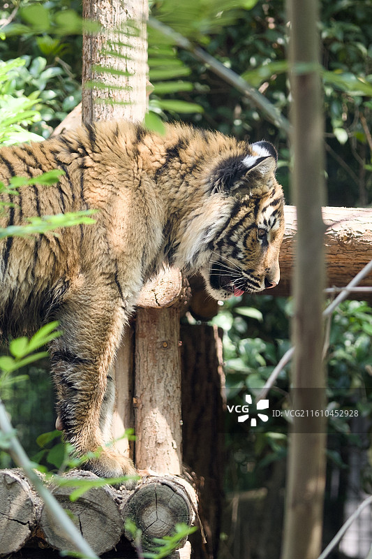 上海动物园的动物们红糖老虎图片素材
