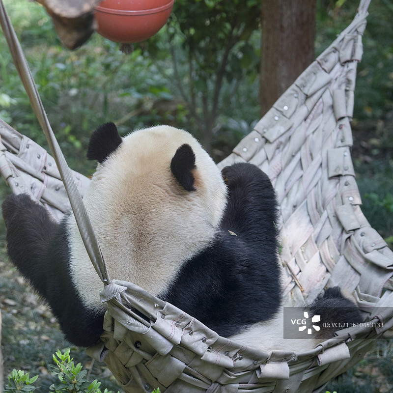 上海动物园的动物们红糖老虎图片素材