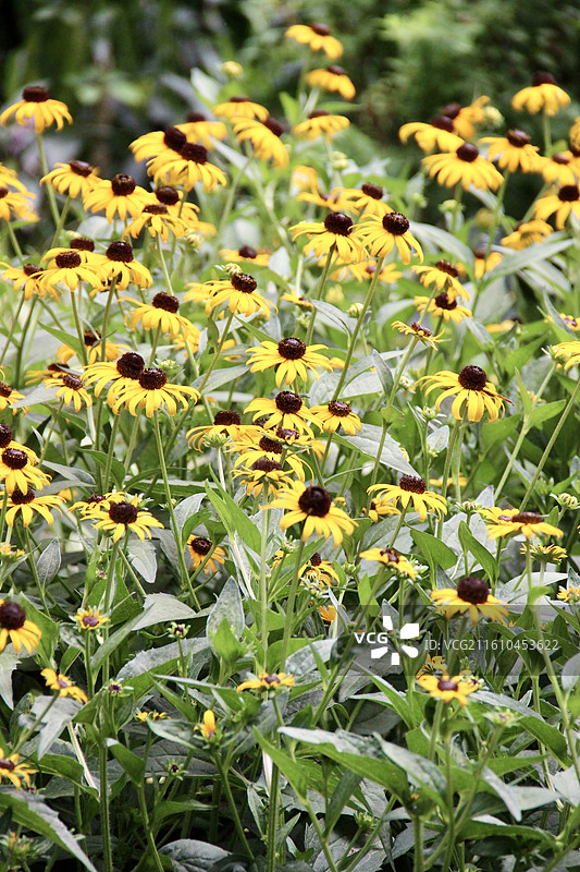 上海静安公园黄色金光菊花坛图片素材