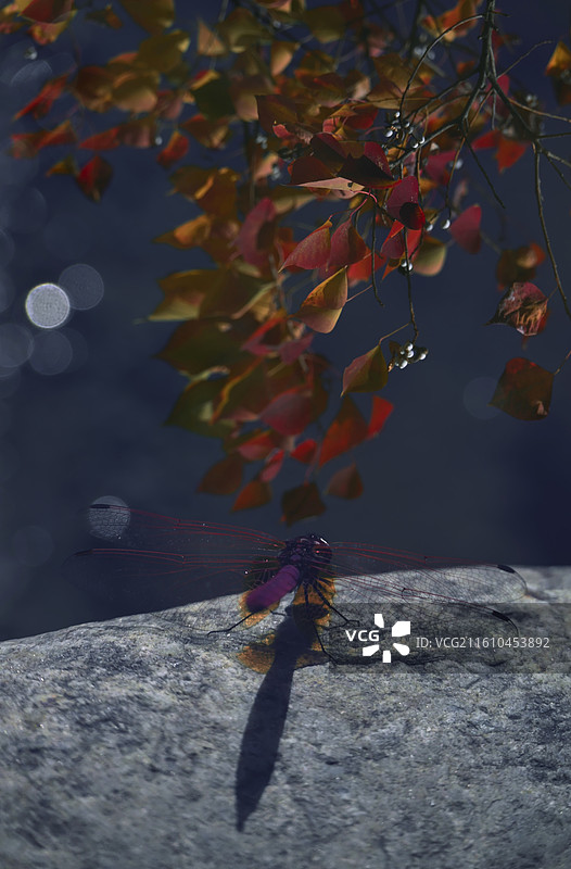 曾立青荷尖，又见秋叶红图片素材