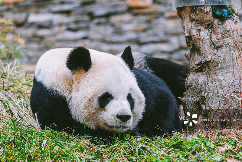 中国四川卧龙熊猫基地大熊猫图片素材