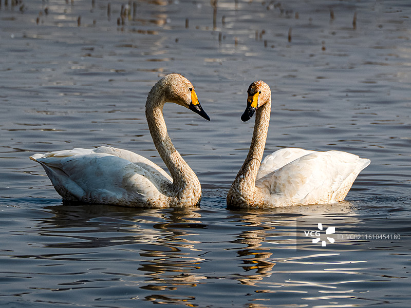 双栖对视图片素材