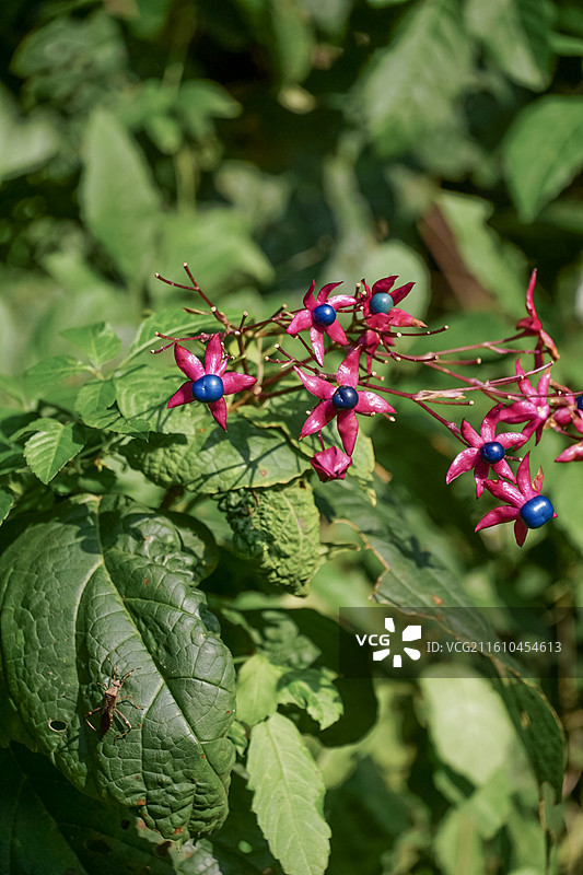 海州常山，臭梧桐图片素材