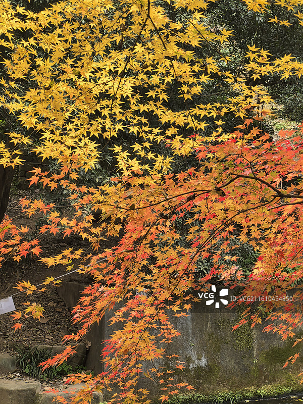 九溪烟树图片素材