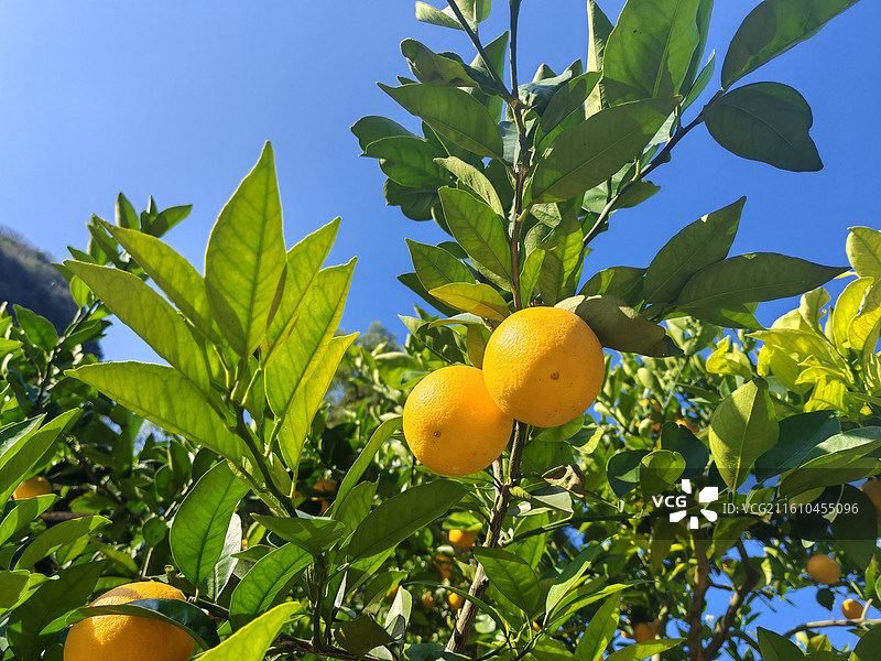 广西桂林 挂满枝头的橙子图片素材