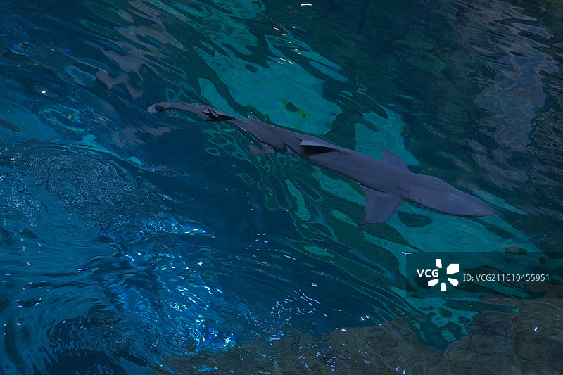 杭州长乔极地海洋公园图片素材