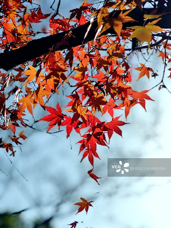 上海市，嘉定区，秋霞圃图片素材