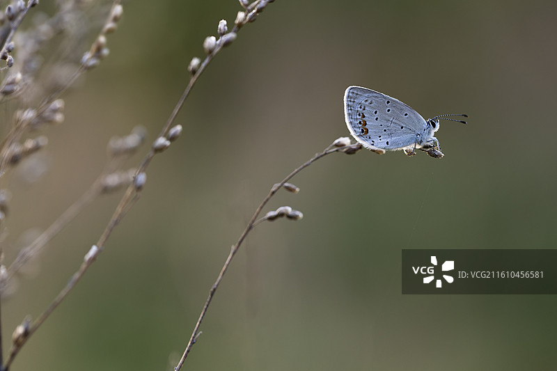 昆虫 荷花图片素材