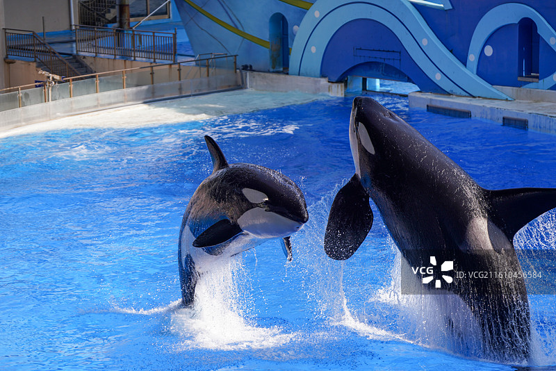 上海海昌海洋公园 虎鲸图片素材