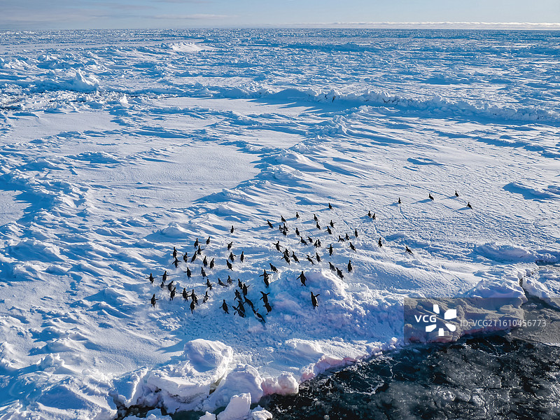 南极南大洋，海冰上一群阿德雷企鹅受到破冰船的惊吓图片素材