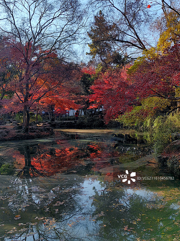 上海市，嘉定区，秋霞圃图片素材